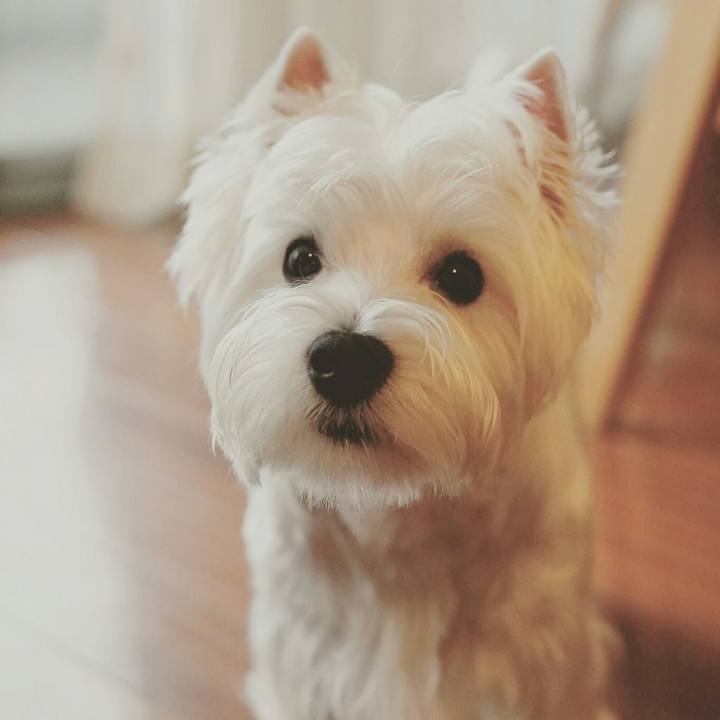 02c45438 d72c 40ec a48c 40b5bd4767bf 1512552467409