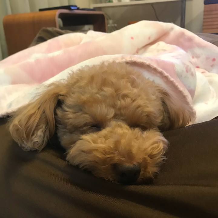 02c7fdef 4c0e 43de b7a8 915b495060d7 1523192288199