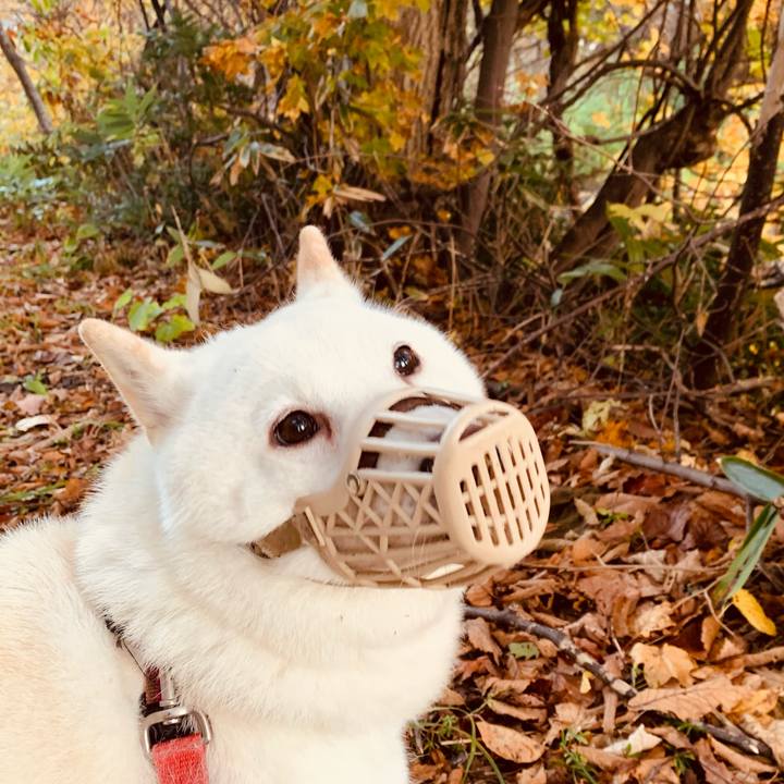 02c9c756 ad7d 4aa7 8b7d dd8db1ab2366 1603752888316