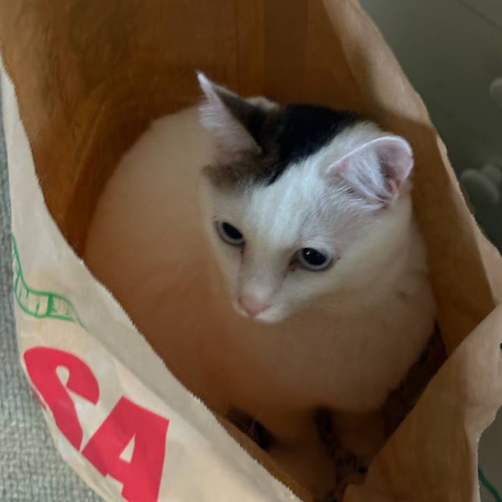 02cae9c2 c9e5 414a a0eb 742678dbe519 1740694652817