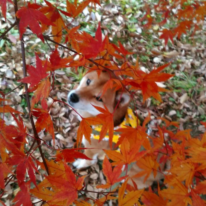 02cd68ca c392 41af be2b 83067a38edd0 1511774129912