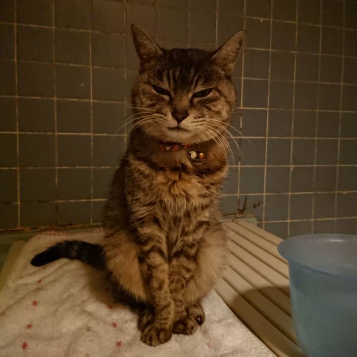 02ce4387 72cb 401c 805f e0d9fb703d1d 1585475497212