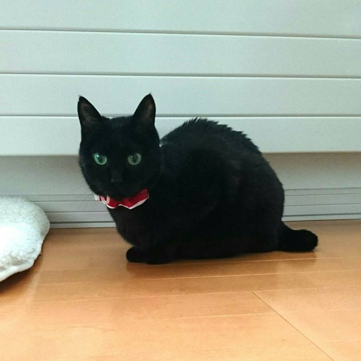 02d009ff 71fa 4f1c b7b4 95e7c2031701 1513985685641