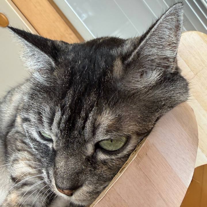 02d0dfdf b4ea 4fb6 bda2 d9b6534372fe 1760758530912