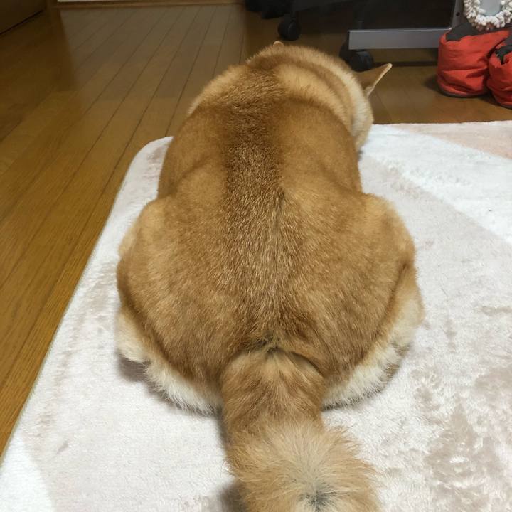 02d1c018 09f4 41cf 9d52 1422271a3e58 1584712605108