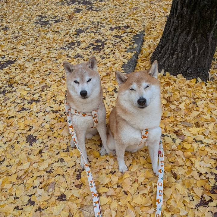 02d240b9 00d3 4992 b80a 808586fd53d8 1763431863780