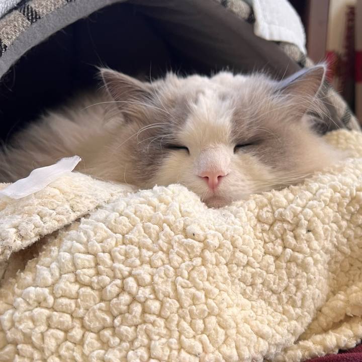 02d6e183 6594 499a a483 376784ee3cdf 1735114913874