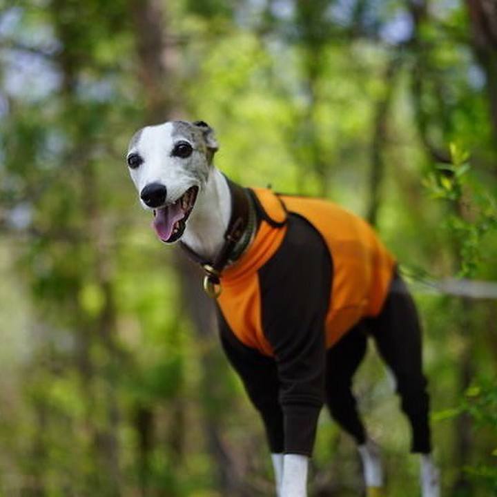 02d772db eed9 4d33 a638 77d1ba4c9a29 1527504445992