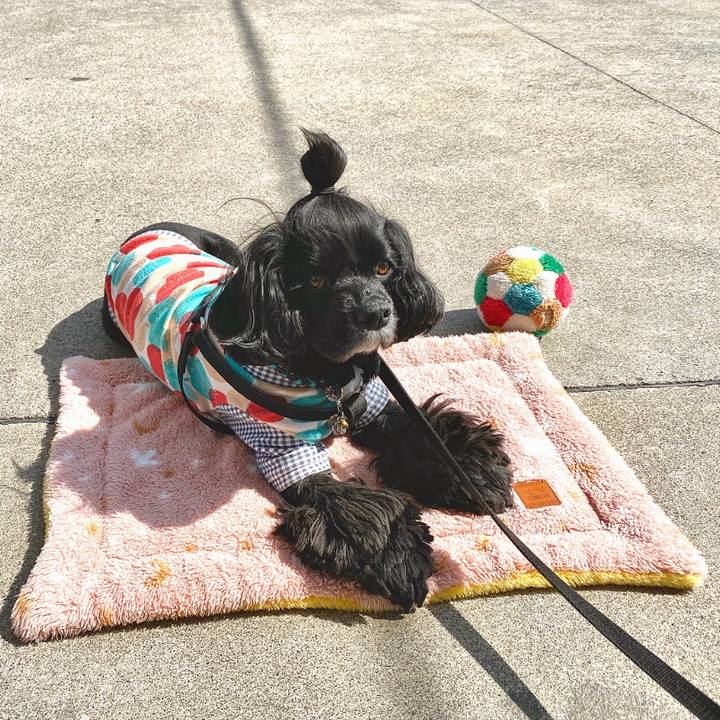 02d79d0f f7a1 4816 8943 cf4e03d88a67 1586943071393