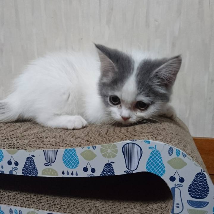 02d7a185 4805 4cdb a9c4 1e648f84353f 1525960830144