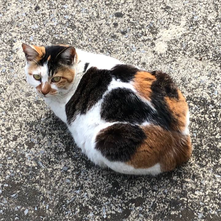 02e39534 73fa 4c1e b34b be7b501fe689 1554080267203