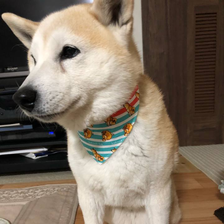 02e508e6 0556 467a 8651 32e0ea76c28c 1554463007036