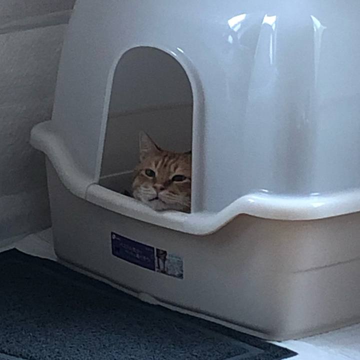 02e7cf67 c38a 4f78 b777 eba8f142a5bb 1590139827073