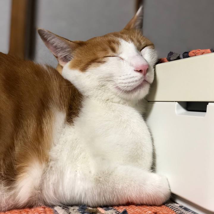 02e8793d 92ee 4f25 a6bf b5456ab20be2 1540201718827