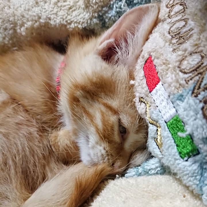 02eaf956 8c19 456e ab1b 15d05ab38d05 1631534151933