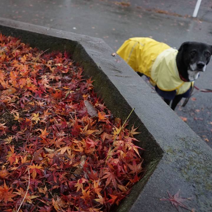 02eeb87e 1813 4f3e 9ef1 c140e7cb372c 1765680149449