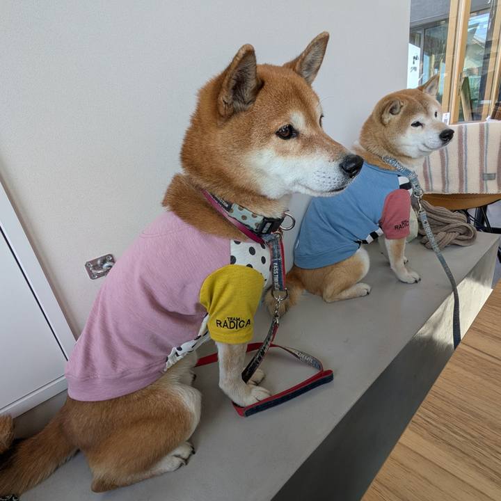 02f044e1 2c8b 41bf 9c44 df6a619bfb8d 1738653809845