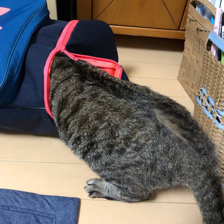 02f37703 4f95 4586 93fa 91cd097411a1 1528804980249