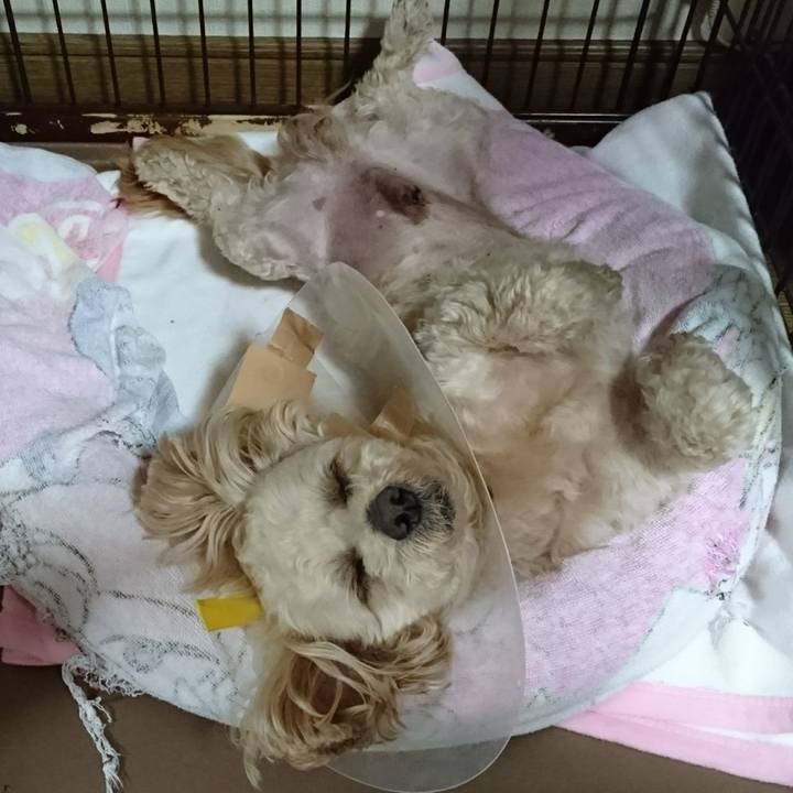 02f728c3 43e2 4030 9c42 21a66bf03e44 1590239266300