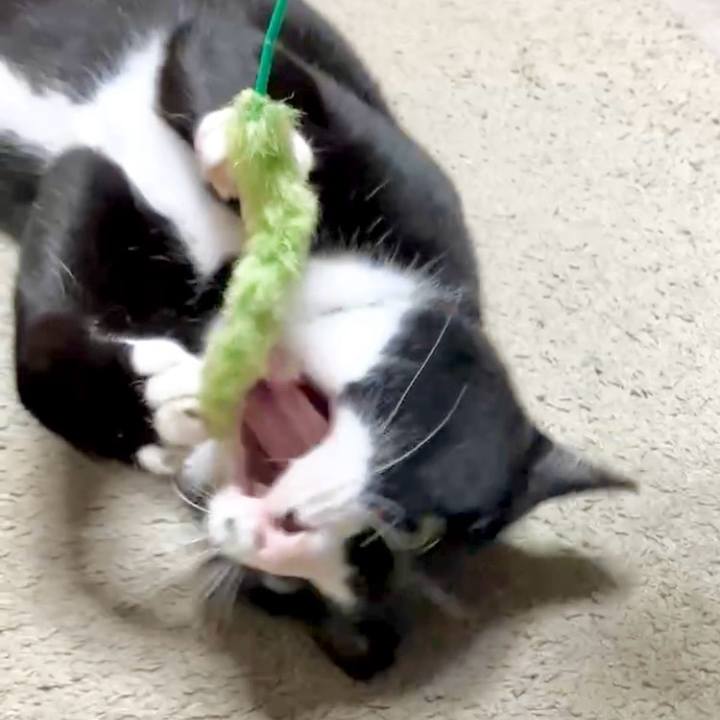 02f9105b e7c9 4b5b 9f4e 4f3d14d58dcd 1729310493004