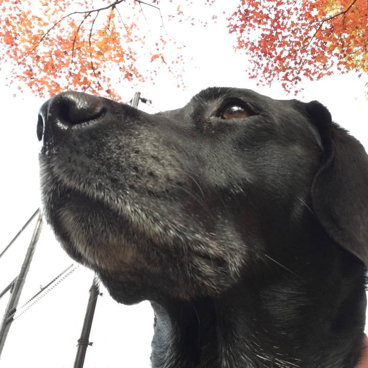 02f93fe2 0f3f 4db3 8772 6da5533bf54b 1511832432905