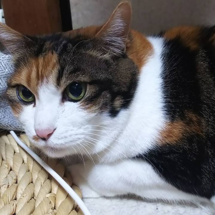 02fd07ac 036a 4e33 b6eb 9d0a5cb8f821 1574373091674