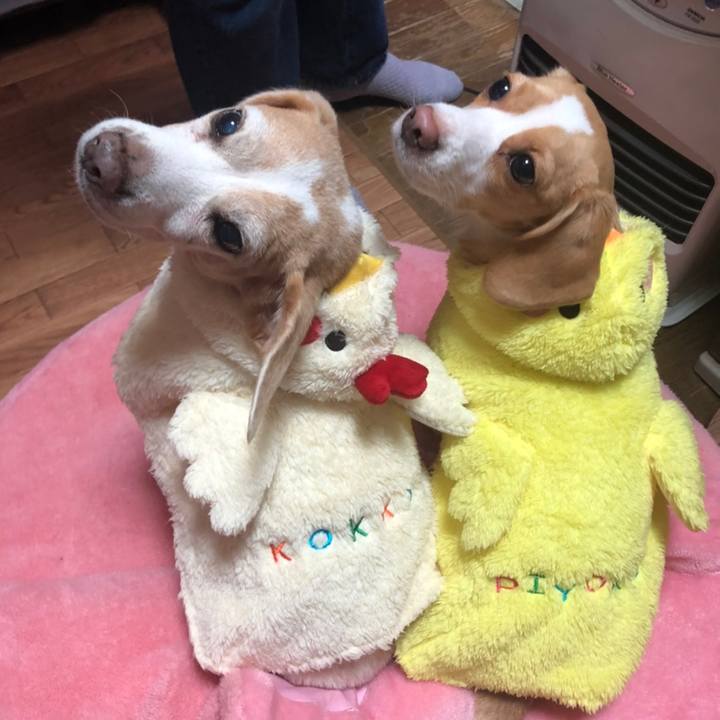 02fe7675 4e2f 46f4 b359 1caca89185a0 1576282706422