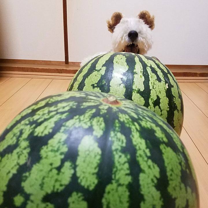 03034051 c6d8 45e5 9ede 8b62f17c47c0 1533215837756