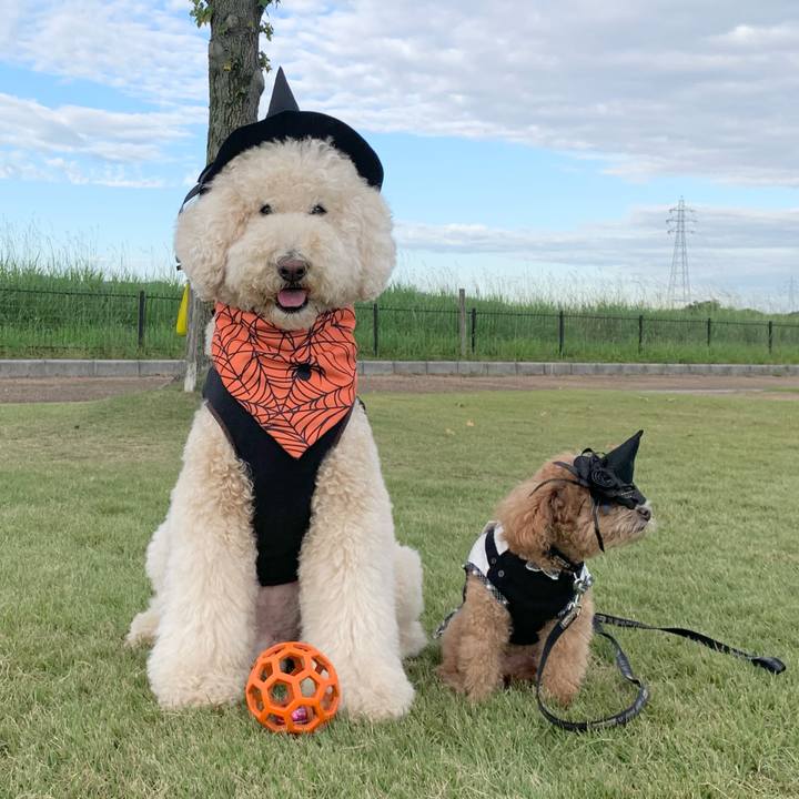 03049d5b 38df 420e 8c4c a2ee8739b7e6 1761883423785