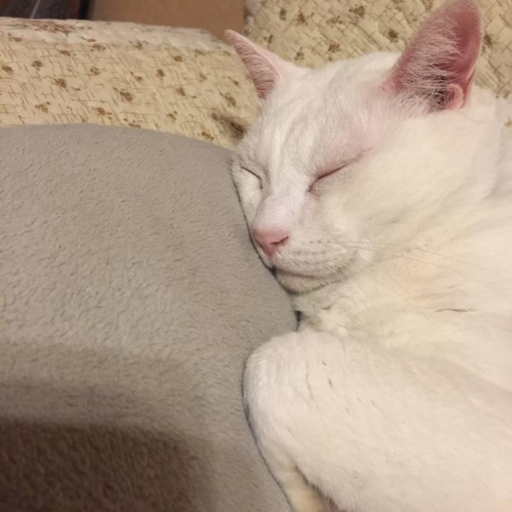 0306fa21 82c2 492c 8c9a ba933319f57c 1508161547669