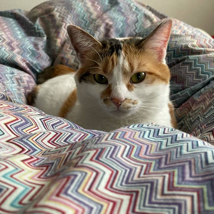 03072963 719d 4158 8cf4 10182a809acc 1620181961797