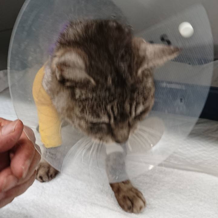 0309b3d0 29ef 410d 9296 c876c6ea04d3 1586163524378