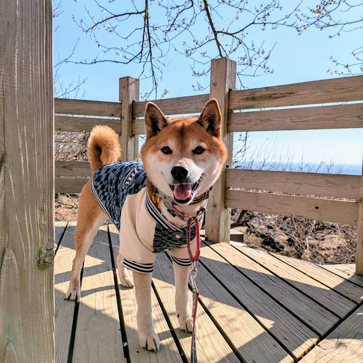 030dae41 b6fe 499f ad5c ccc3b602ea72 1740659207768