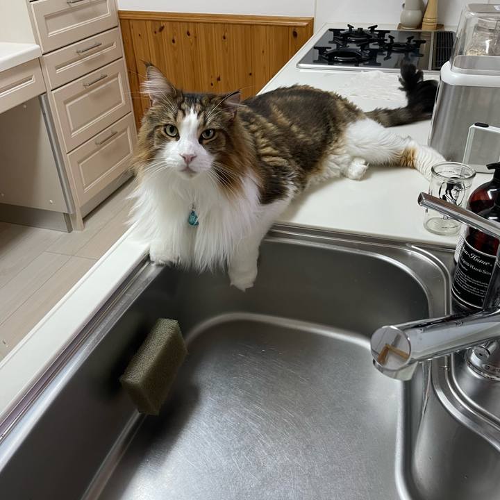 030ece48 b9e4 43de a67a 1690ac23e829 1725305977533