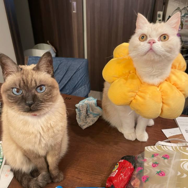 030f4000 b139 49a3 bc64 e530854fe029 1766054418715