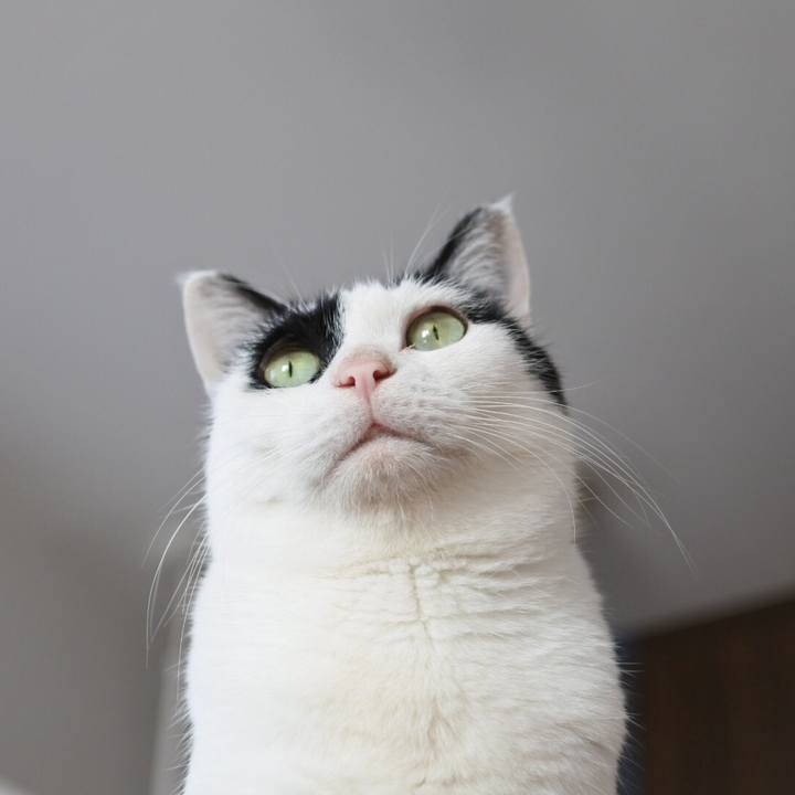 03138827 909f 49aa a324 3a335ecf6628 1544841068330