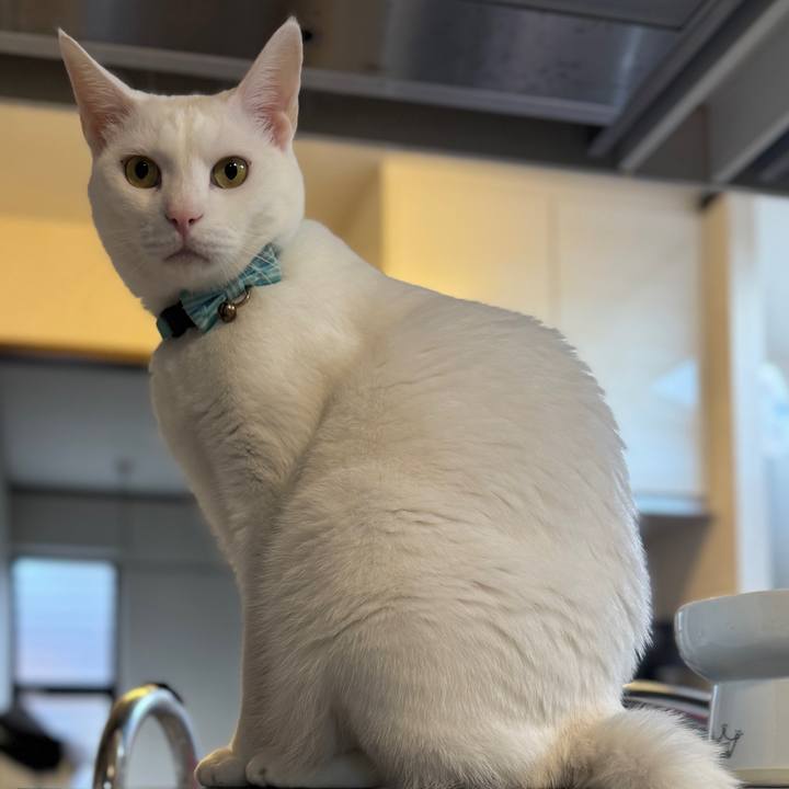 03159ded baed 4f06 affe 772f589d8452 1762078866551