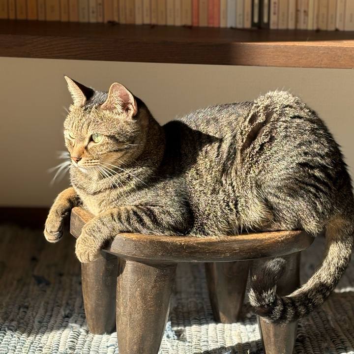 03161604 2209 423a 9741 2500e8e78f44 1761351769571