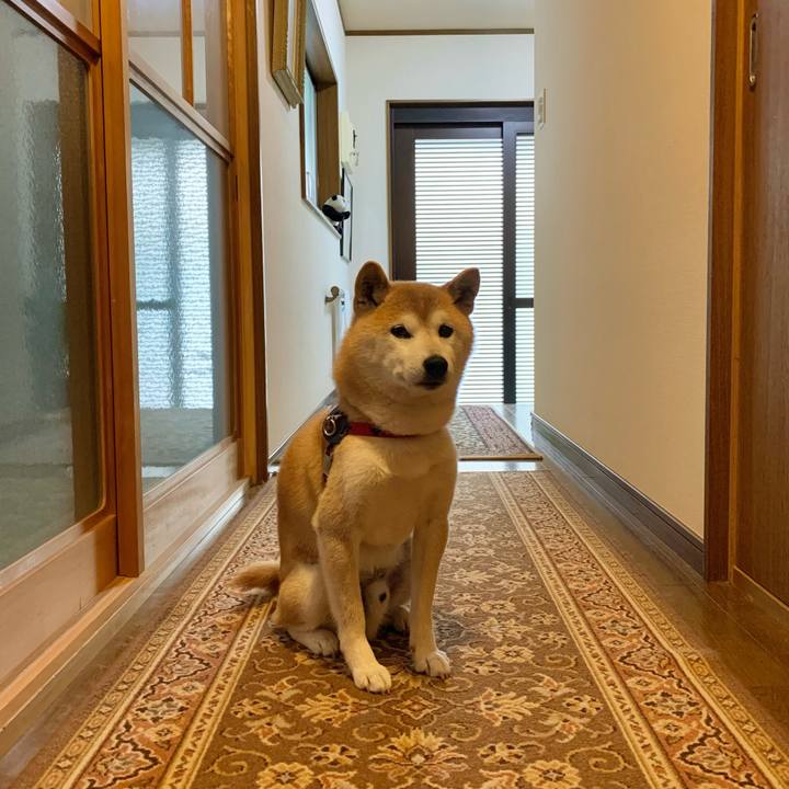 0316507d b94a 4dd4 956c e3663d2cf8f0 1685523774438