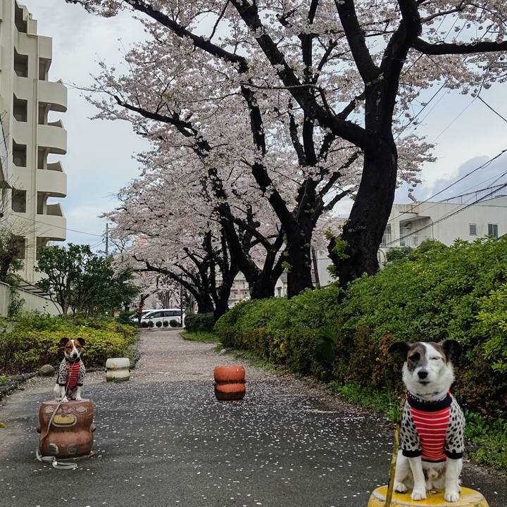 0317f939 6c5a 4f68 9e7e dc462408f701 1679610530035