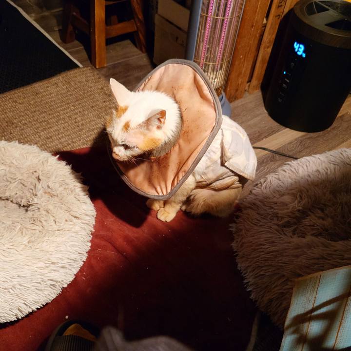 0318f5be 4074 47fe ac78 ce64163b830e 1766060519564