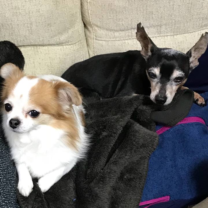 031c6d75 5e37 40b2 9dd4 92931c7ae2c5 1546684219396