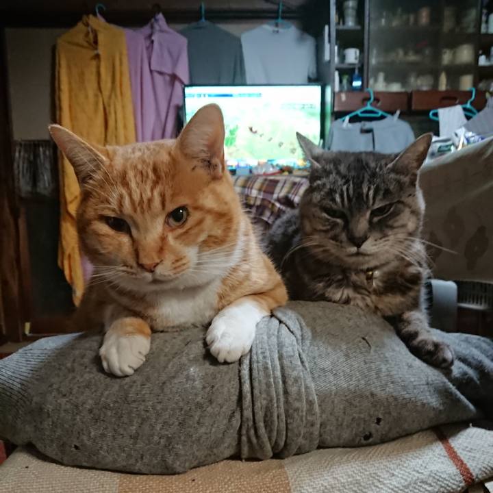 031fac0e f2f4 4442 8fbd c3b619e3f473 1577223551253