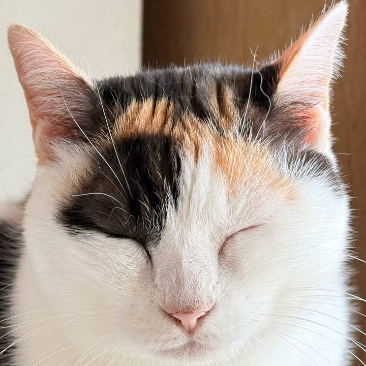 03222e9f a07b 47b5 b72e 7f30bdfe020e 1762566884776