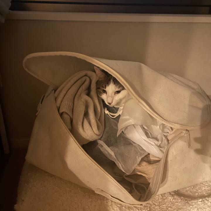 03265332 0ac1 435e 90f6 12c3b3004e06 1761134085139