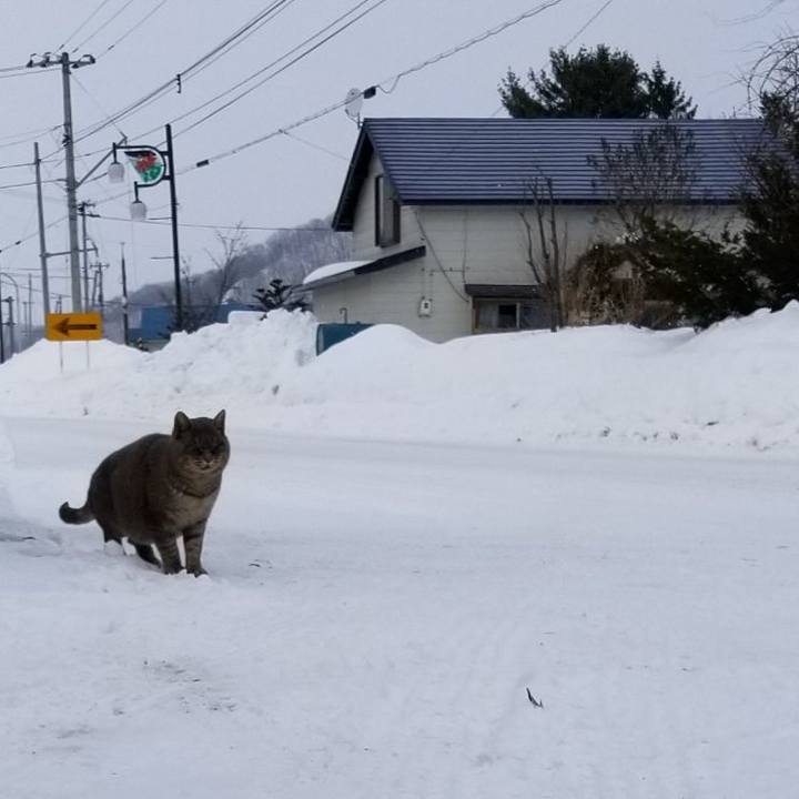 0329aa7c 426f 4a8a b612 a7a7806cc6d4 1549431325347