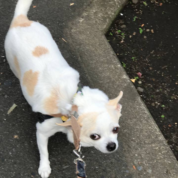 0329c90f 2651 4878 8ac9 33aea3728aa5 1508413868810