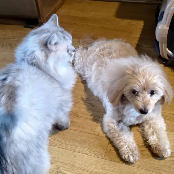 032c984a 1f10 4b35 80a5 270d52766713 1767148186410