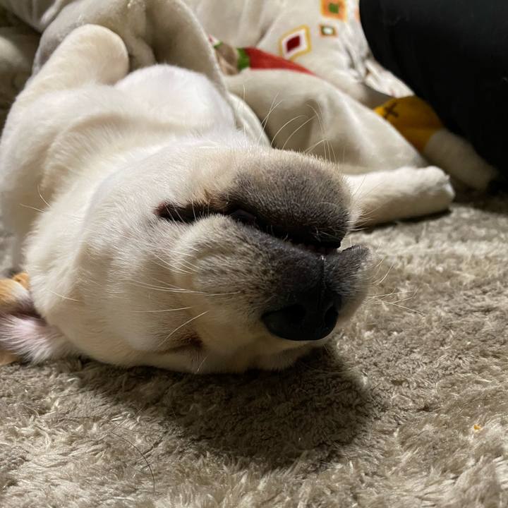 032e0d9a 8a0f 4f4b 8408 3cbfe4328f15 1612788167261