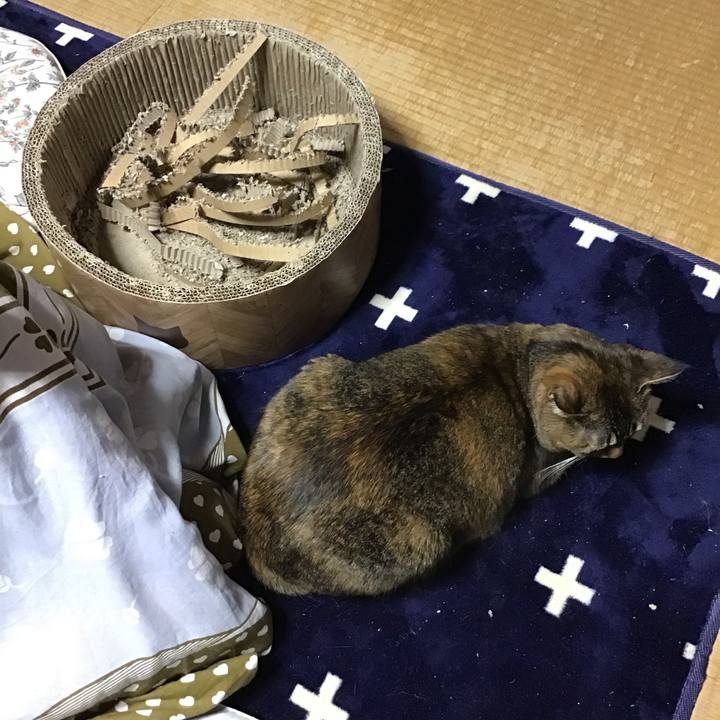 032e2d8e 5320 454f 90db 442ff2ce8689 1708687304275